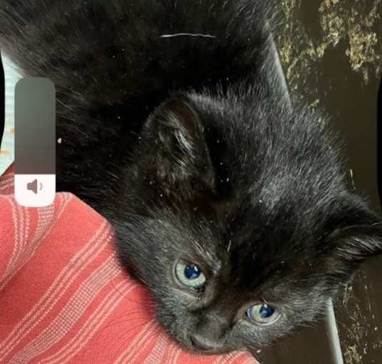 Photo of Lotus