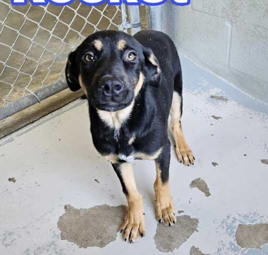 Photo of **FOSTER TO ADOPT**