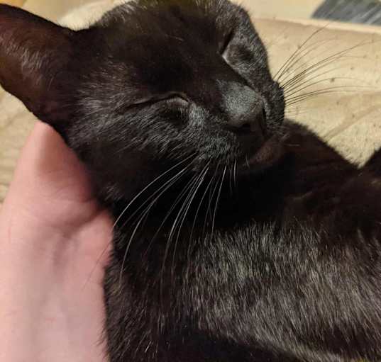 Photo of Scooter (Puppycat)