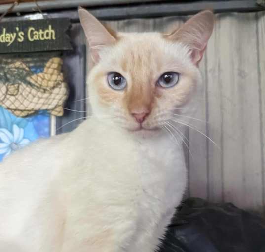Photo of Sahara