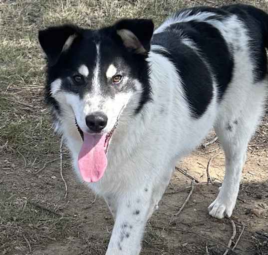 Photo of Buddy