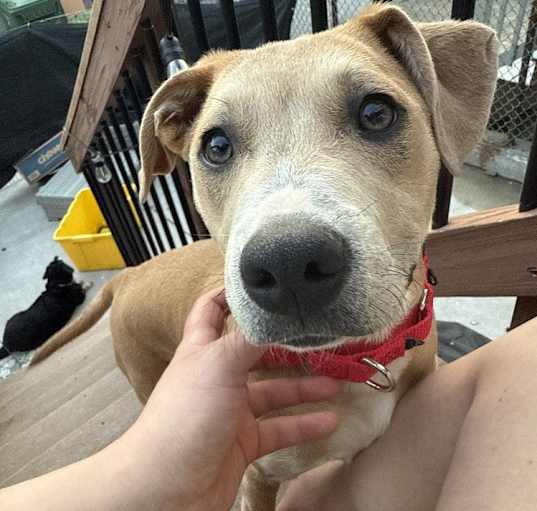 Photo of Pup Jet