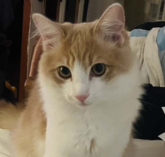 Photo of Simba