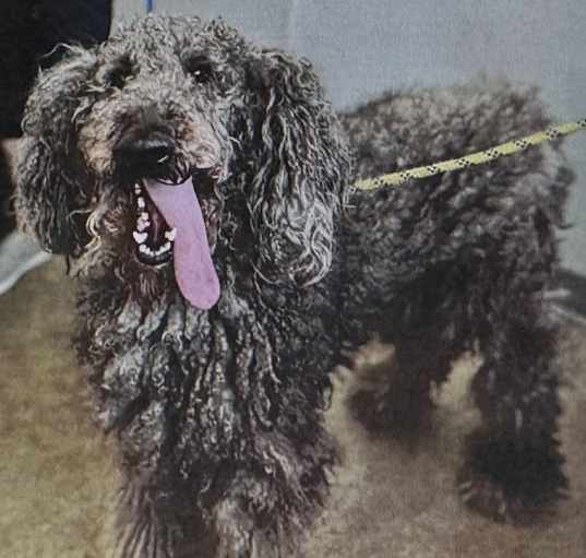 Photo of Odin