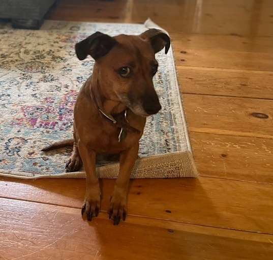 Photo of Rambo