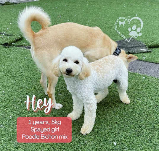 Photo of Hey