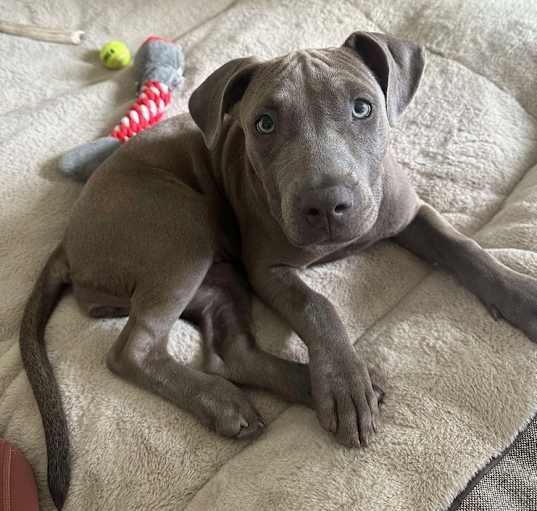 Photo of STORM - SUPERHERO litter