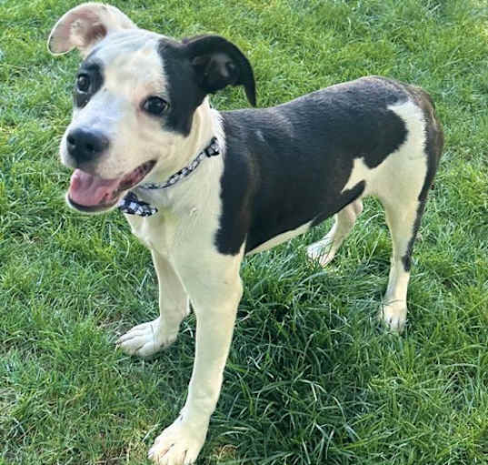 Photo of Petey