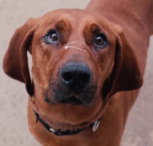 Photo of Butch