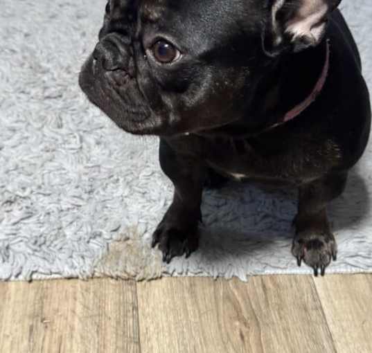 Photo of Trixie