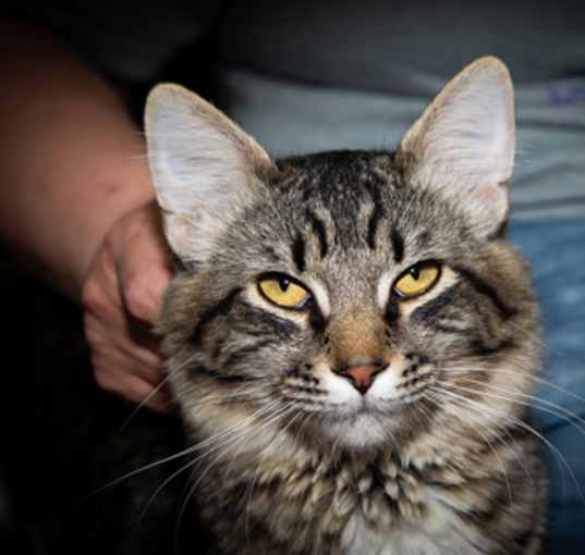 Photo of Loco