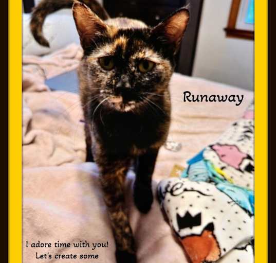 Photo of Runaway - Not me. I luv people