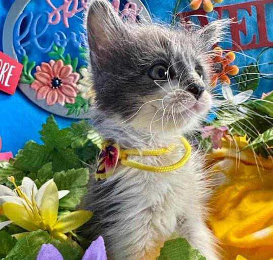 Photo of Pippin
