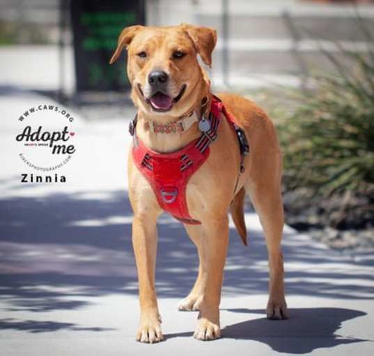 Photo of Zinnia