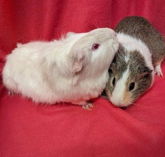 Photo of Cui & Rucy