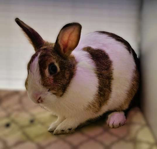 Photo of Meadow