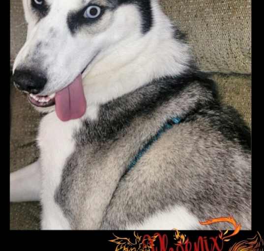 Photo of Phoenix