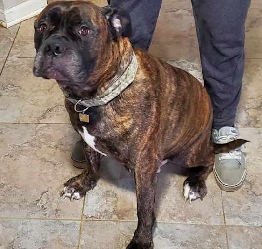 Photo of Dozer
