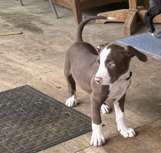 Photo of Rusty
