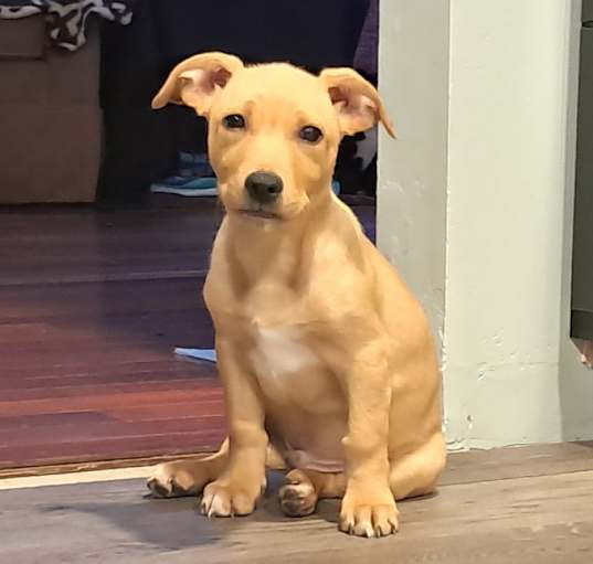 Photo of Cheddar