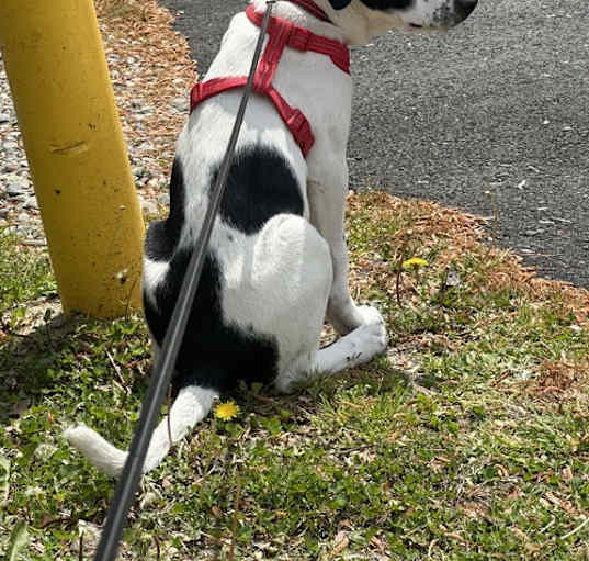 Photo of Sparky