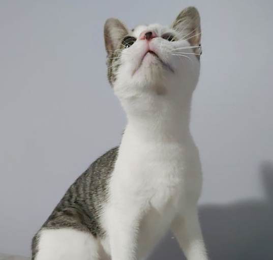 Photo of Josie