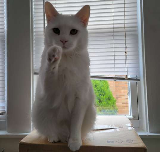 Photo of Misty