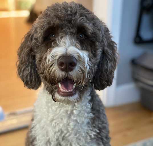 Photo of Gus
