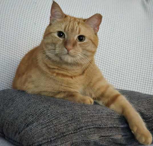 Photo of Gibbs