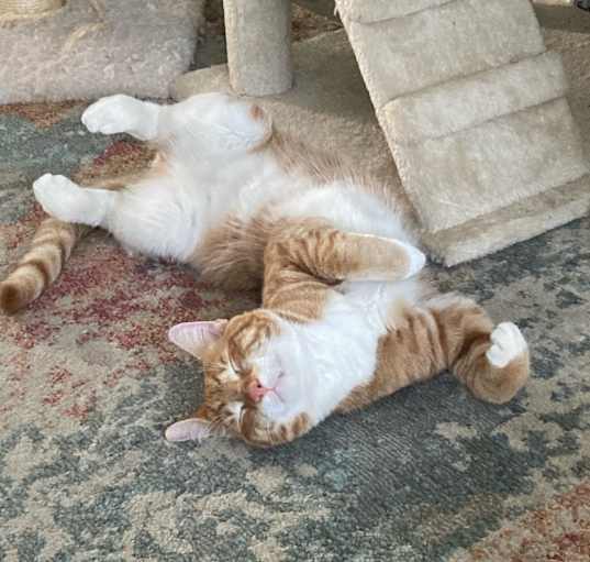 Photo of Lewis (LouLou or Lewy)
