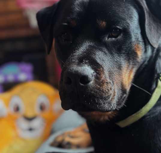 Photo of Pickles