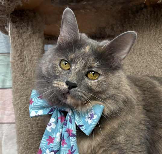 Photo of Lavender