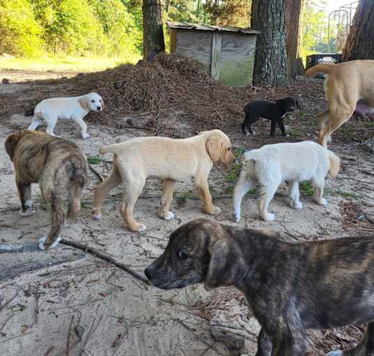 Photo of 6 puppies