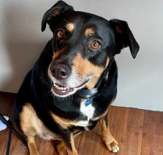 Photo of Rosie