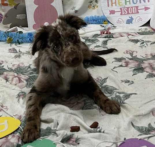 Photo of Larky