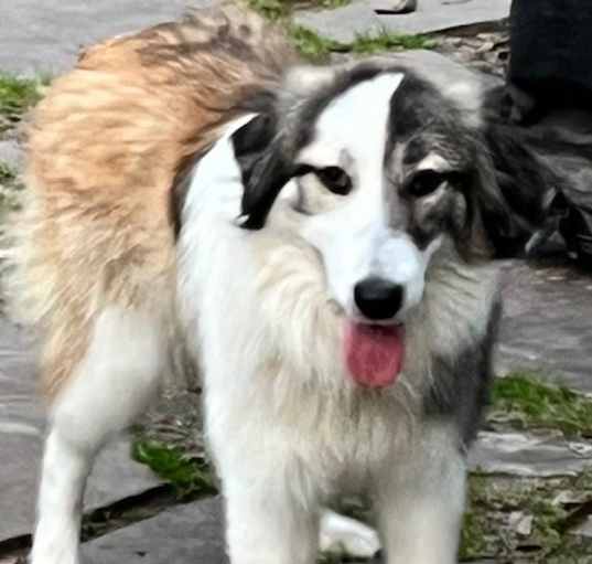 Photo of Jingle