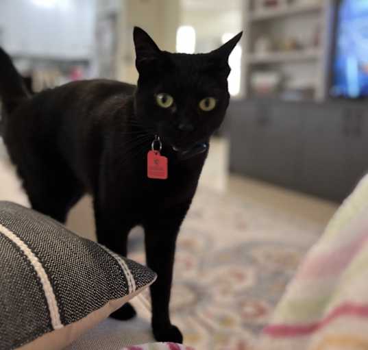 Photo of Luna
