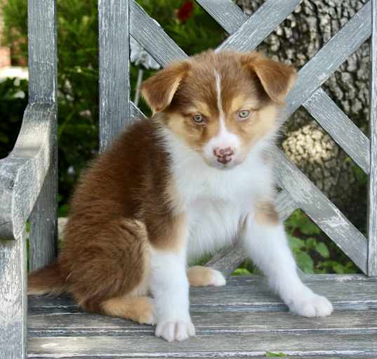 Photo of Loki