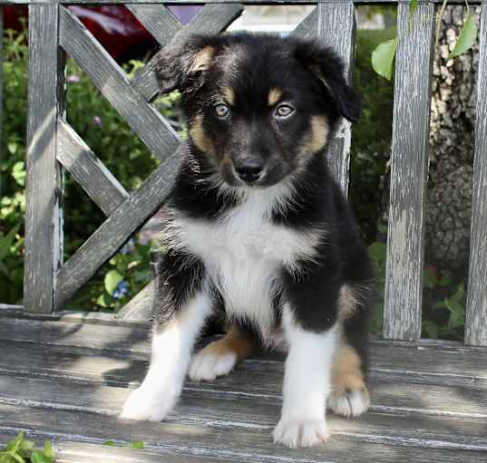 Photo of Scout