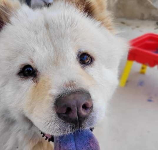 Photo of bella