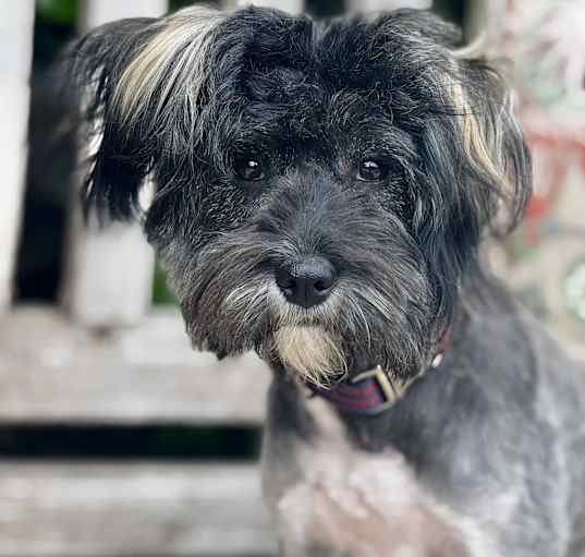 Photo of Willa