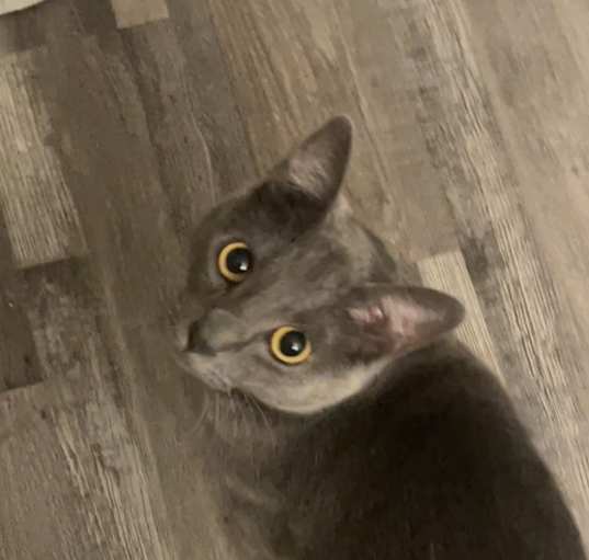 Photo of Onyx