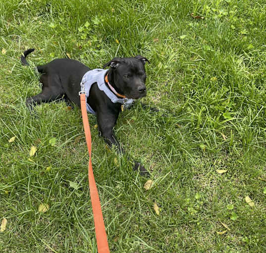 Photo of Bronx