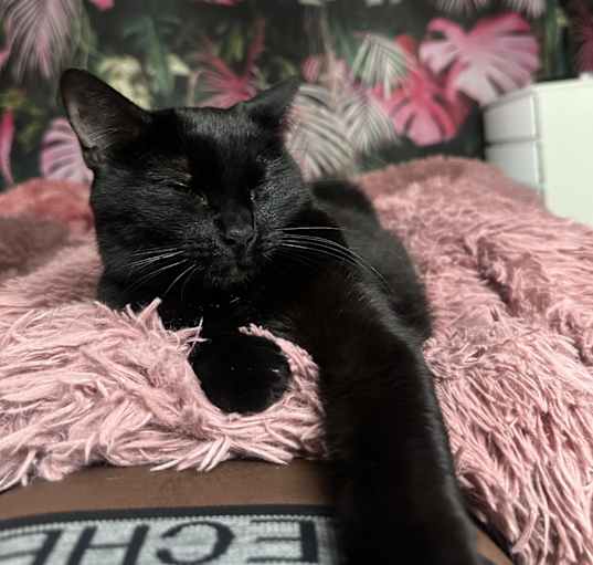 Photo of Bella