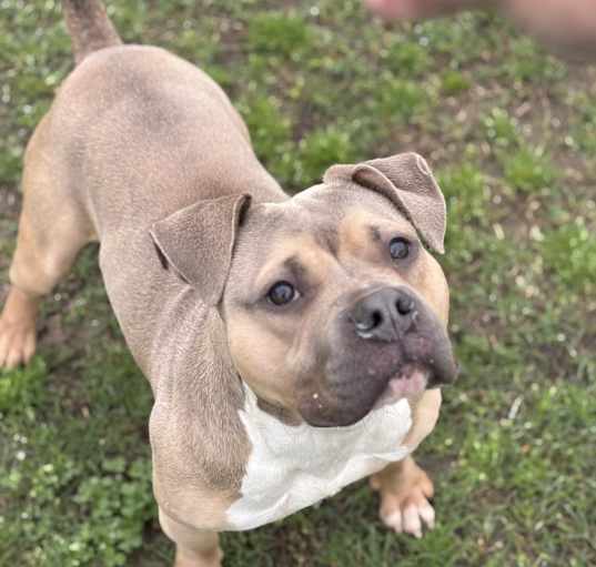 Photo of Brodie