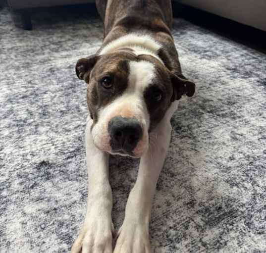 Photo of Lillith