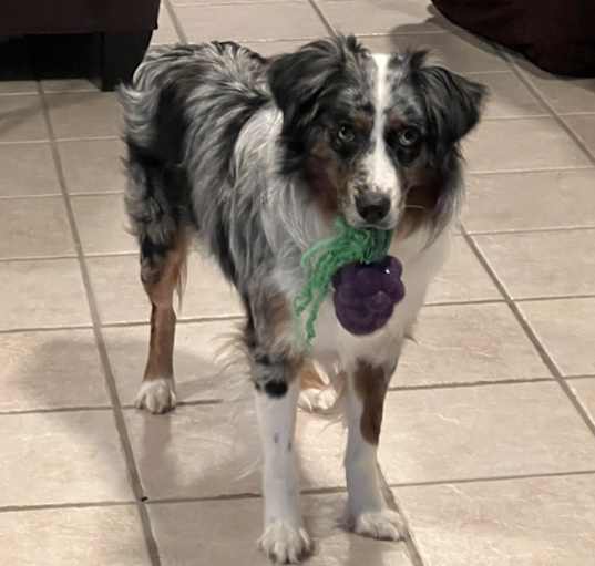 Photo of Whiskey