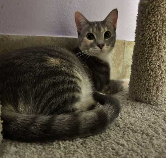 Photo of Sienna