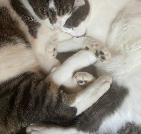 Photo of Fred And George