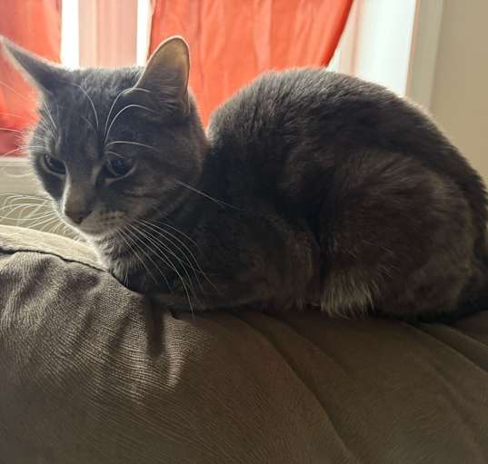Photo of Coco